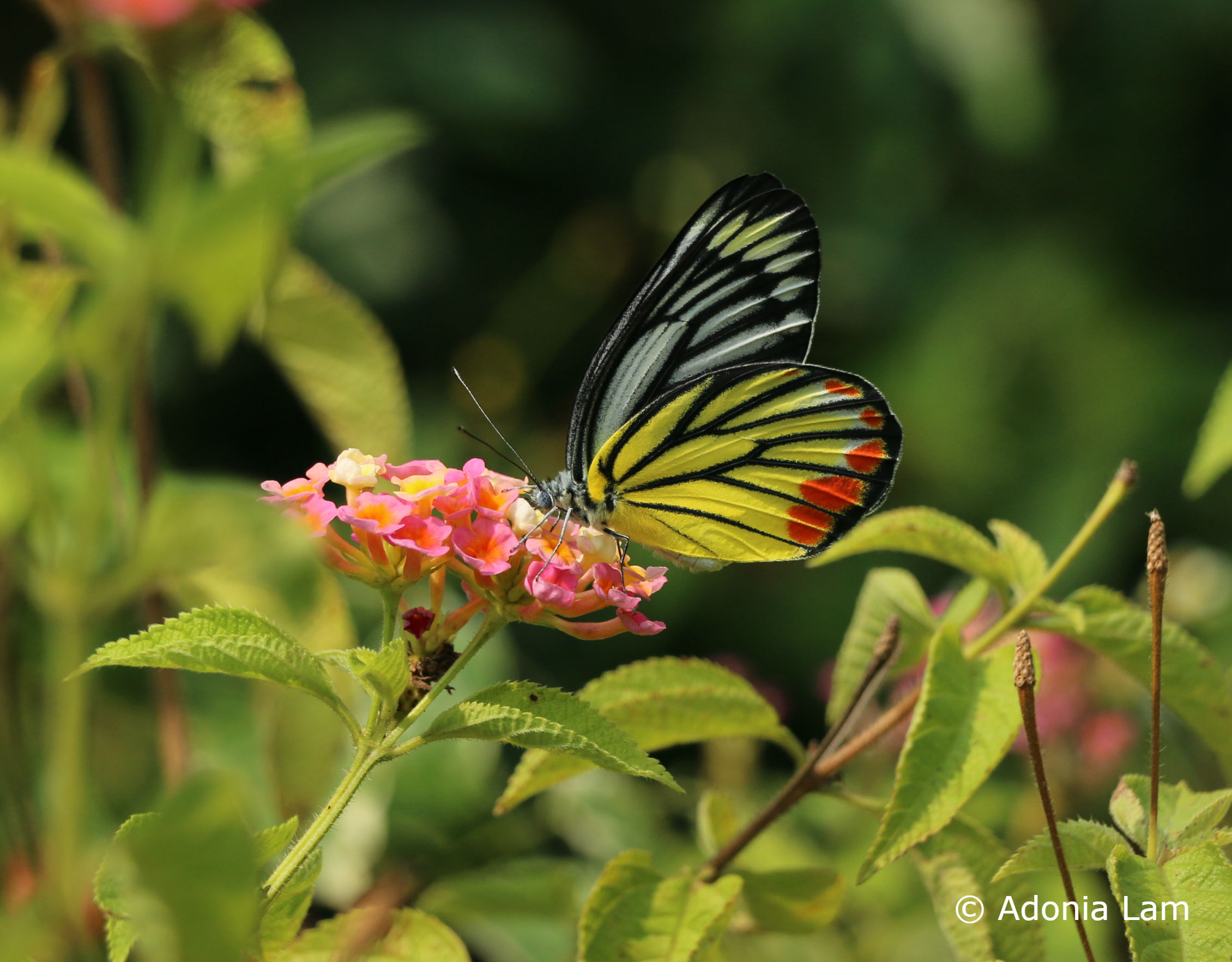 Shing Mun Country Park Butterfly Eco-tour :: OPCFHK